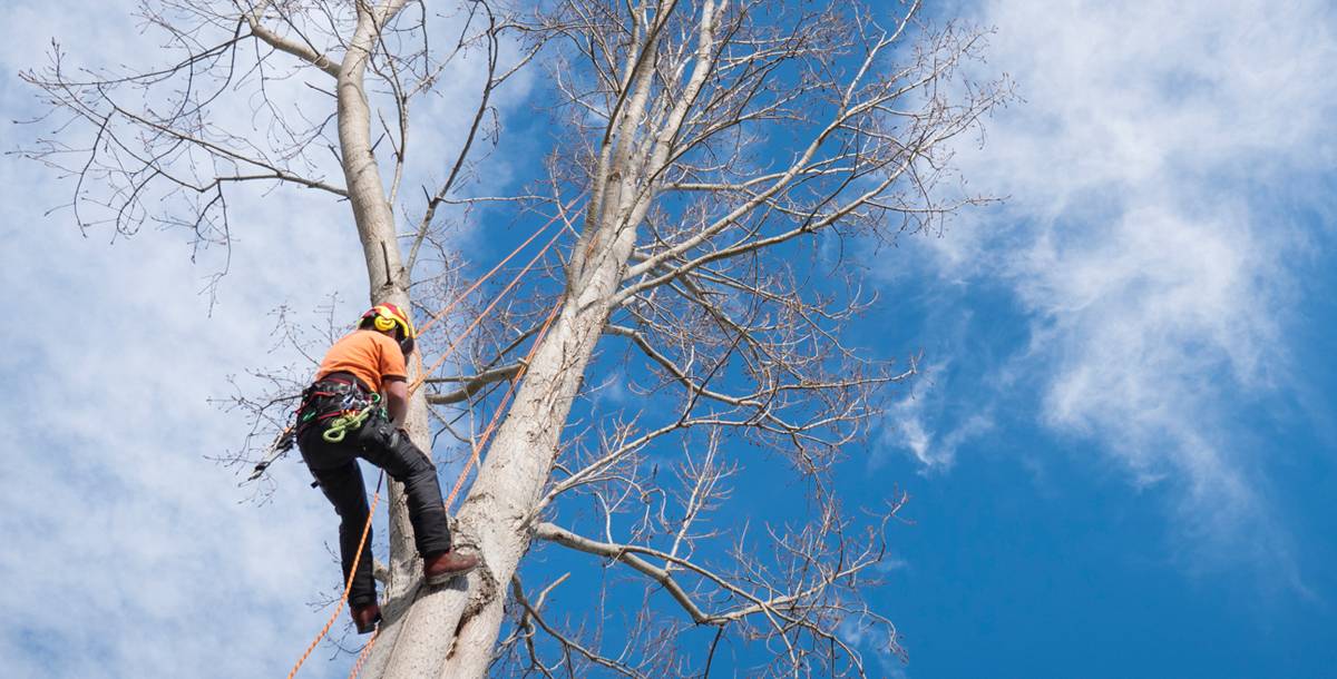 Arborist climbing a tree using a rope and pulley system that is attached to a safety harness