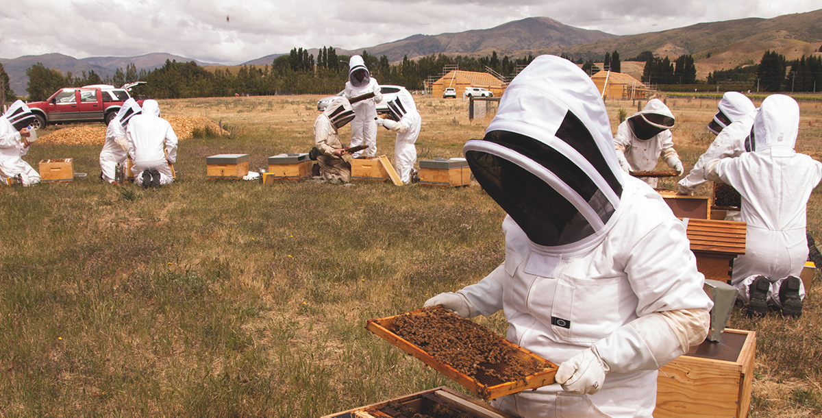 Group of bee keepers working in a field of bee hives