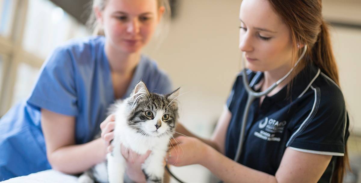 Two Vet Nursing students examine a cat in the clinic