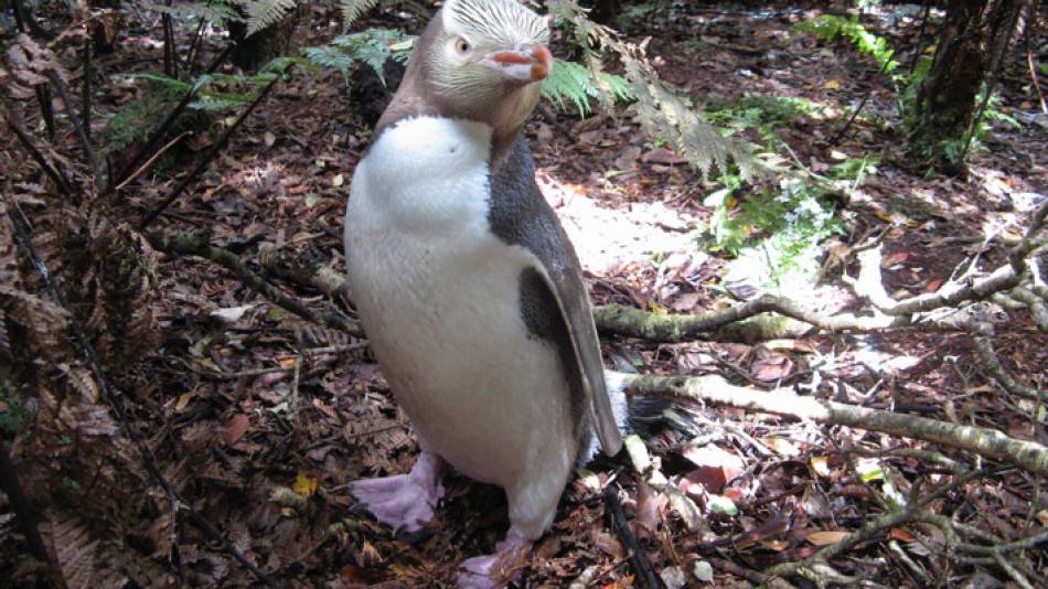 Yellow Eyed Penguin 12 about yep article image 711x471 template3 FillWzk1MCw1MzRd