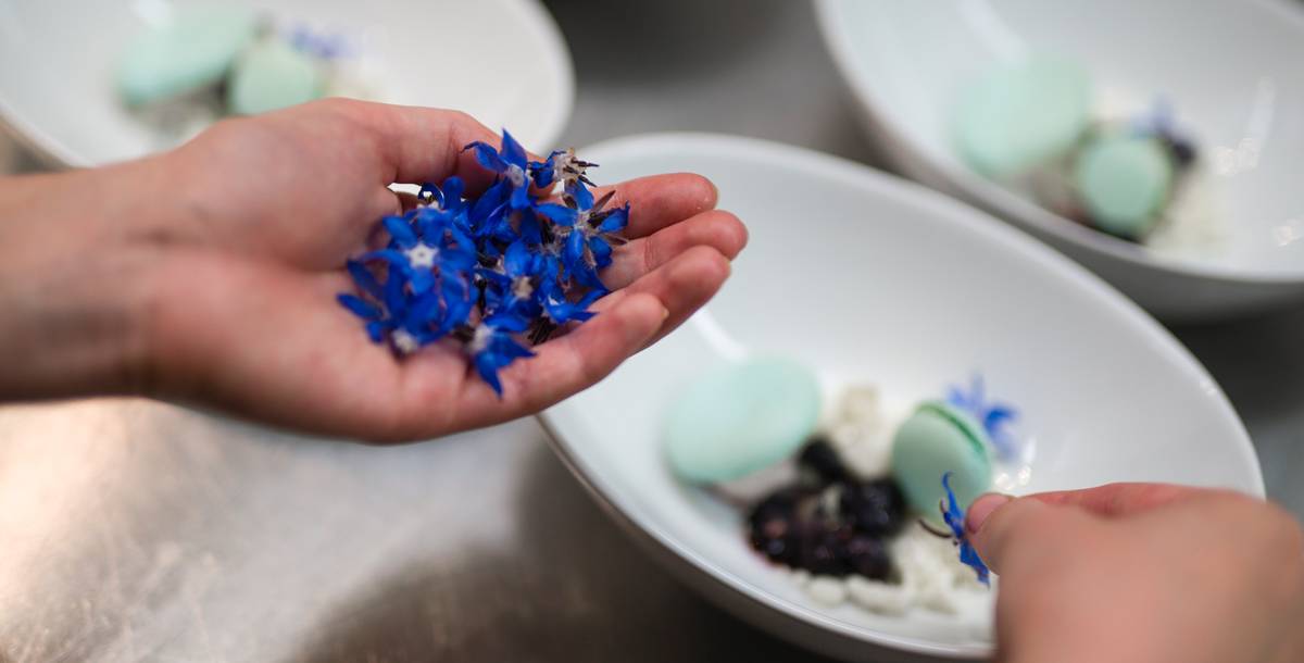 The hands of a chef garnishing a dessert with blue flowers